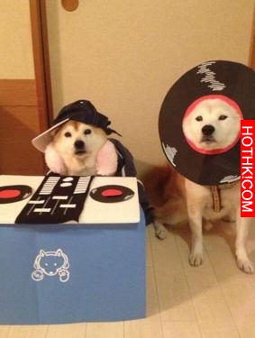 主人做超過20套服裝給2只愛犬穿，最後那張照片真的把人笑翻了