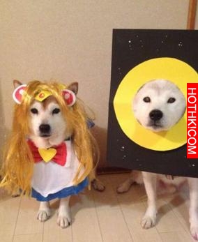 主人做超過20套服裝給2只愛犬穿，最後那張照片真的把人笑翻了