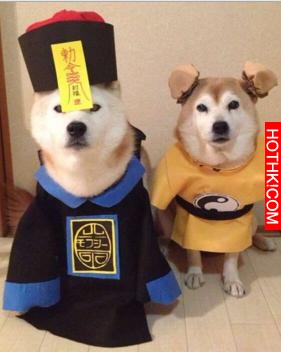 主人做超過20套服裝給2只愛犬穿，最後那張照片真的把人笑翻了
