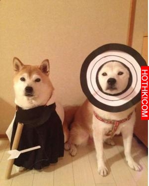 主人做超過20套服裝給2只愛犬穿，最後那張照片真的把人笑翻了