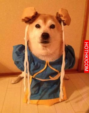 主人做超過20套服裝給2只愛犬穿，最後那張照片真的把人笑翻了