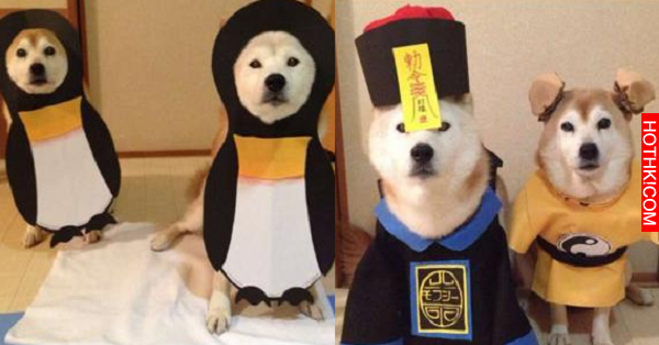 主人做超過20套服裝給愛犬玩Cosplay 最後那張照片讓大家都笑翻了！ ...