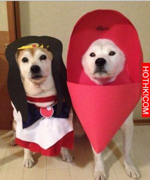 主人做超過20套服裝給2只愛犬穿，最後那張照片真的把人笑翻了