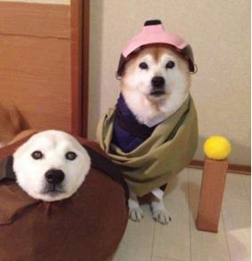 主人做超過20套服裝給2只愛犬穿，最後那張照片真的把人笑翻了