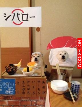 主人做超過20套服裝給2只愛犬穿，最後那張照片真的把人笑翻了