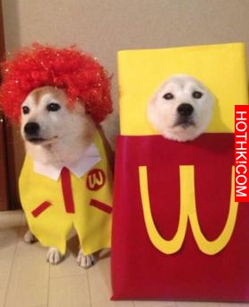 主人做超過20套服裝給2只愛犬穿，最後那張照片真的把人笑翻了