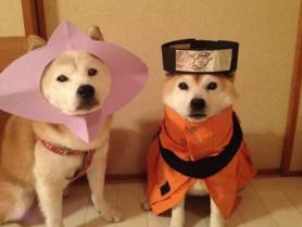 主人做超過20套服裝給2只愛犬穿，最後那張照片真的把人笑翻了