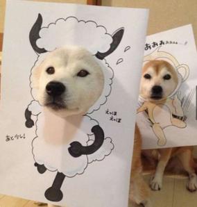 主人做超過20套服裝給2只愛犬穿，最後那張照片真的把人笑翻了