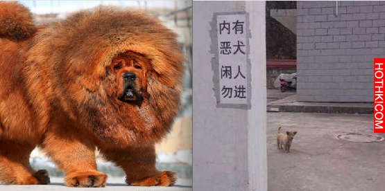 這間住宅外貼著「內有惡犬」多年來鄰居們都不敢靠近！沒想到有一天，路人卻發現裡面竟 ...