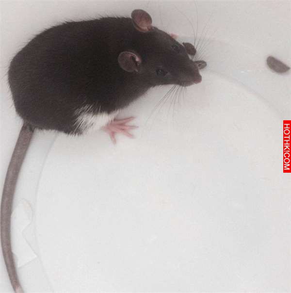 男子到餐廳吃飯時「吃到老鼠」現場所有顧客全都嚇死了！沒想到最後「監視器」竟拍下這 ...