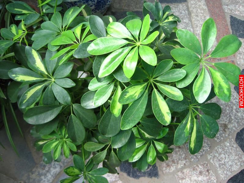 這3個生肖女種這些植物，就可以守住家財又旺夫喔！！屬「虎」的女人一定要種這株！！ ...