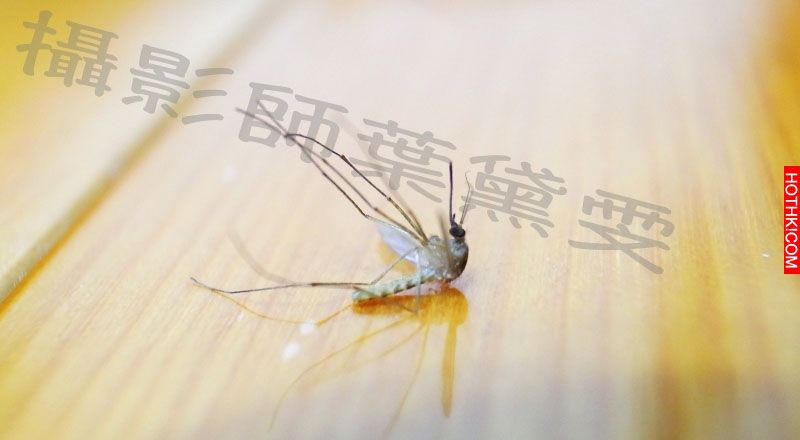 這男人被蜘蛛咬到後3天腫成大蘿蔔！結果用長針一次、擠壓時竟然不斷爆出「這種東西」. ...