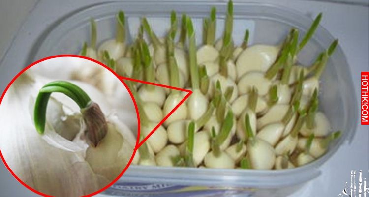 「發芽大蒜」別再丟了!90%的人不知道,它竟有這麼多神奇功效!趕快收藏起來!! ... 「發芽大蒜」別再丟了!90%的人不知道,它竟有這麼多神奇功效!趕快收藏起來!! ...