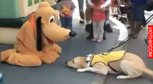 這隻黃金獵犬以為眼前的「布魯托」是自己同類！下一秒，狗狗「這個舉動」竟讓全場人都 ...