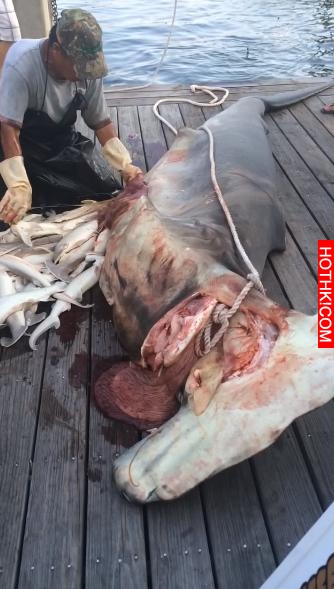 男子在海中捕獲一條巨鯊，當剖開肚子之後露出又懊悔又驚訝表情！