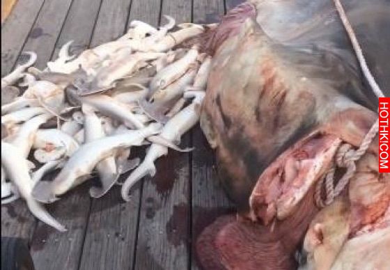 男子在海中捕獲一條巨鯊，當剖開肚子之後露出又懊悔又驚訝表情！裡面竟然是... ...