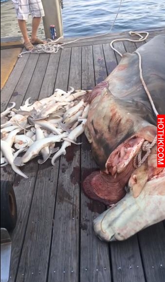 男子在海中捕獲一條巨鯊，當剖開肚子之後露出又懊悔又驚訝表情！