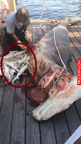 男子在海中捕獲一條巨鯊，當剖開肚子之後露出又懊悔又驚訝表情！