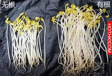 砒霜般的幾種蔬菜，第九個很多人都不知道，負責買菜的人務必看