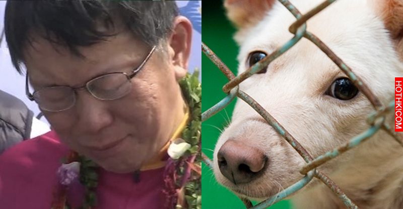 新北市該多學學！台北市柯P為了保護貓狗，即將頒布『這項政策』...網友瘋狂拍手叫好！ ...