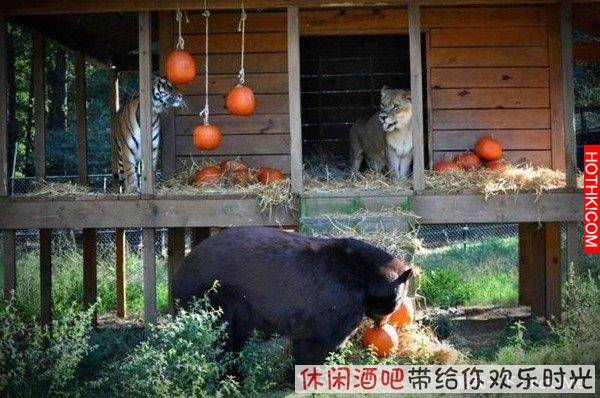 毒梟買下三隻猛獸想看他們自相殘殺，最後的結果讓你想像不到