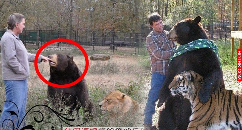 「熊」「虎」「獅」從小一起長大！當管理員責罵熊不該欺負老虎時，熊竟然… ...