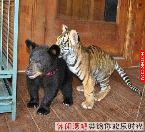 毒梟買下三隻猛獸想看他們自相殘殺，最後的結果讓你想像不到