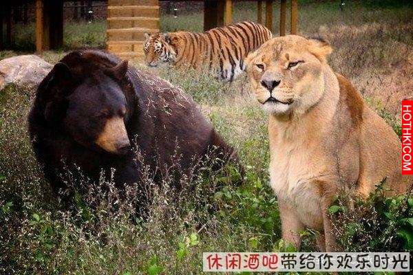 毒梟買下三隻猛獸想看他們自相殘殺，最後的結果讓你想像不到