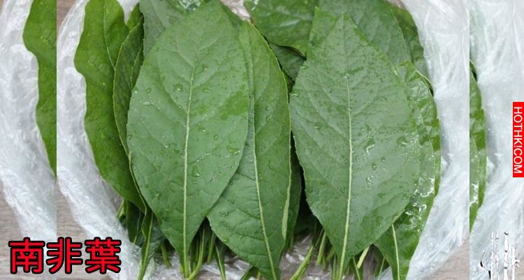 一天一片「南非葉」，保肝、保腎、降血壓血糖更能防癌?!真相竟然是...讓人看了超震驚 ...