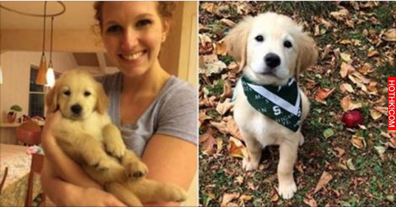 這隻黃金獵犬寶寶因為齒列不正「戴上牙套」時大家都在擔心，但牠之後咧嘴大笑的可愛模 ...