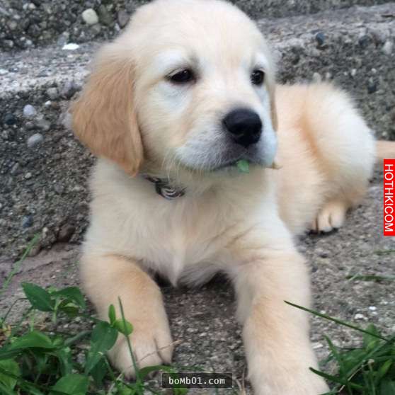 這隻黃金獵犬寶寶因為齒列不正「戴上牙套」時大家都在擔心，但牠之後咧嘴大笑的可愛模 ...