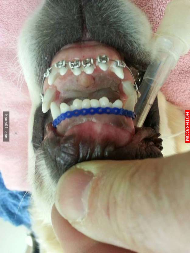 這隻黃金獵犬寶寶因為齒列不正「戴上牙套」時大家都在擔心，但牠之後咧嘴大笑的可愛模 ...