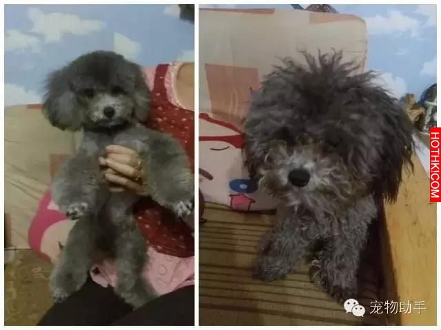 比毛孩被送去整型更可怕的事叫「給爸媽帶幾天」！毛孩主人們崩潰PO文：這不是我的狗！ ...
