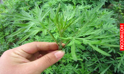 速傳！屋裡放一物，全家人「不再生病」！這「救命神草」不是叫假的！可惜90%的人都不 ...