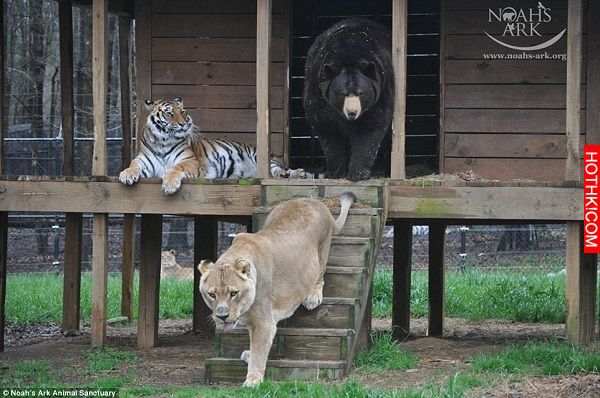 「跨越種族的友情 」，一隻獅子、老虎、熊相依為命了15年，牠們是彼此的好麻吉，甜蜜 ...