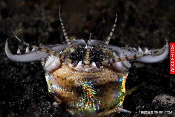 他發現「水族箱」裡的魚一直離奇失蹤，決定用架手機錄影！沒想到他的手機最後竟然錄下 ...