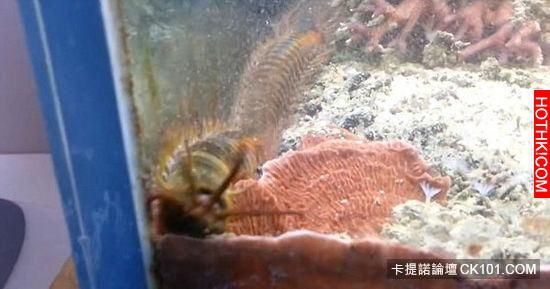 他發現「水族箱」裡的魚一直離奇失蹤，決定用架手機錄影！沒想到他的手機最後竟然錄下 ...