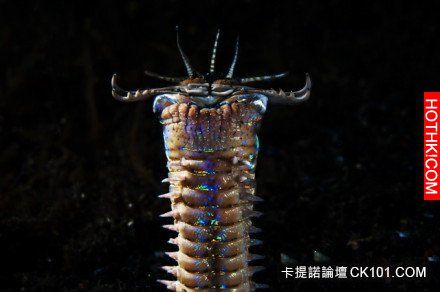 他發現「水族箱」裡的魚一直離奇失蹤，決定用架手機錄影！沒想到他的手機最後竟然錄下 ...