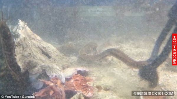 他發現「水族箱」裡的魚一直離奇失蹤，決定用架手機錄影！沒想到他的手機最後竟然錄下 ...