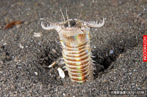 他發現「水族箱」裡的魚一直離奇失蹤，決定用架手機錄影！沒想到他的手機最後竟然錄下 ...