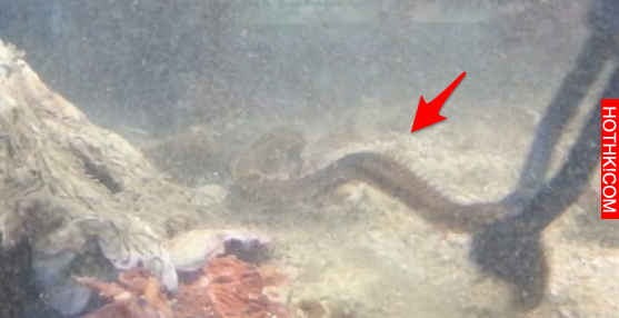 他發現「水族箱」裡的魚一直離奇失蹤，決定用架手機錄影！沒想到他的手機最後竟然錄下 ...