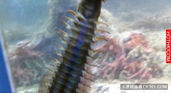 他發現「水族箱」裡的魚一直離奇失蹤，決定用架手機錄影！沒想到他的手機最後竟然錄下 ...