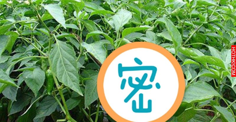 『這款蔬菜』人人都討厭，看了就沒食慾...沒想到吃下去的隔天，醒來就變年輕了！ ...