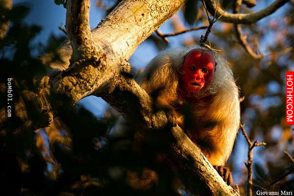 震撼！20種世界罕有的「神秘動物」90%的人都沒看過！尤其「第 3 隻」讓所有人都看傻了 ...
