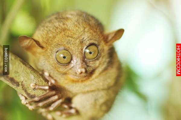 震撼！20種世界罕有的「神秘動物」90%的人都沒看過！尤其「第 3 隻」讓所有人都看傻了 ...