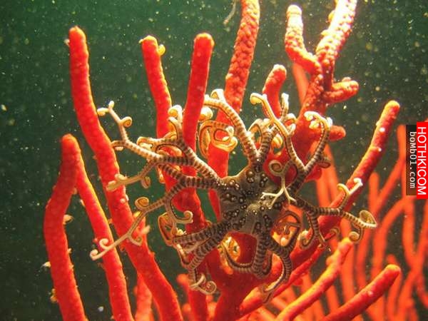 震撼！20種世界罕有的「神秘動物」90%的人都沒看過！尤其「第 3 隻」讓所有人都看傻了 ...
