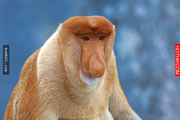 震撼！20種世界罕有的「神秘動物」90%的人都沒看過！尤其「第 3 隻」讓所有人都看傻了 ...