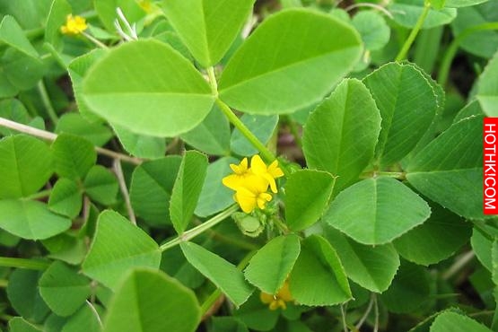 春天野菜「抗癌」排行榜，第一名竟然是它！看你知道幾個