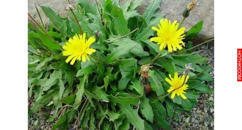 路邊的野花不要採？錯！這幾種野草竟然是「抗癌聖物」！！！ ...