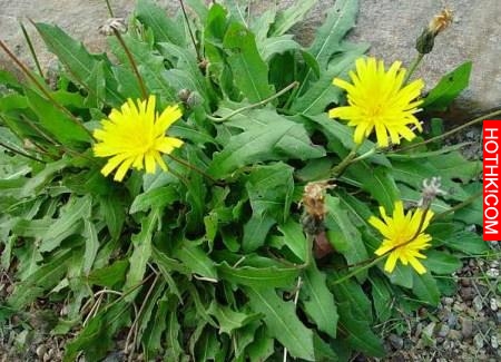 春天野菜「抗癌」排行榜，第一名竟然是它！看你知道幾個